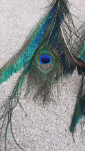 Load image into Gallery viewer, Extra Large Peacock Feather Earrings Kargo Fresh