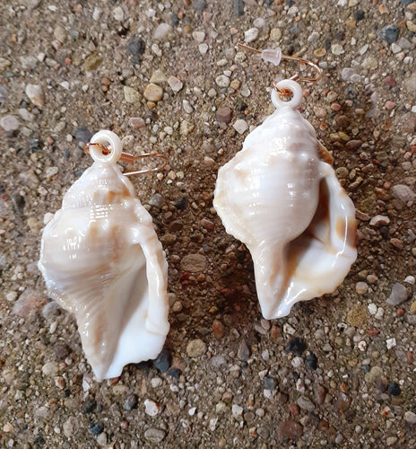 Acrylic Sea Shell Earrings Kargo Fresh