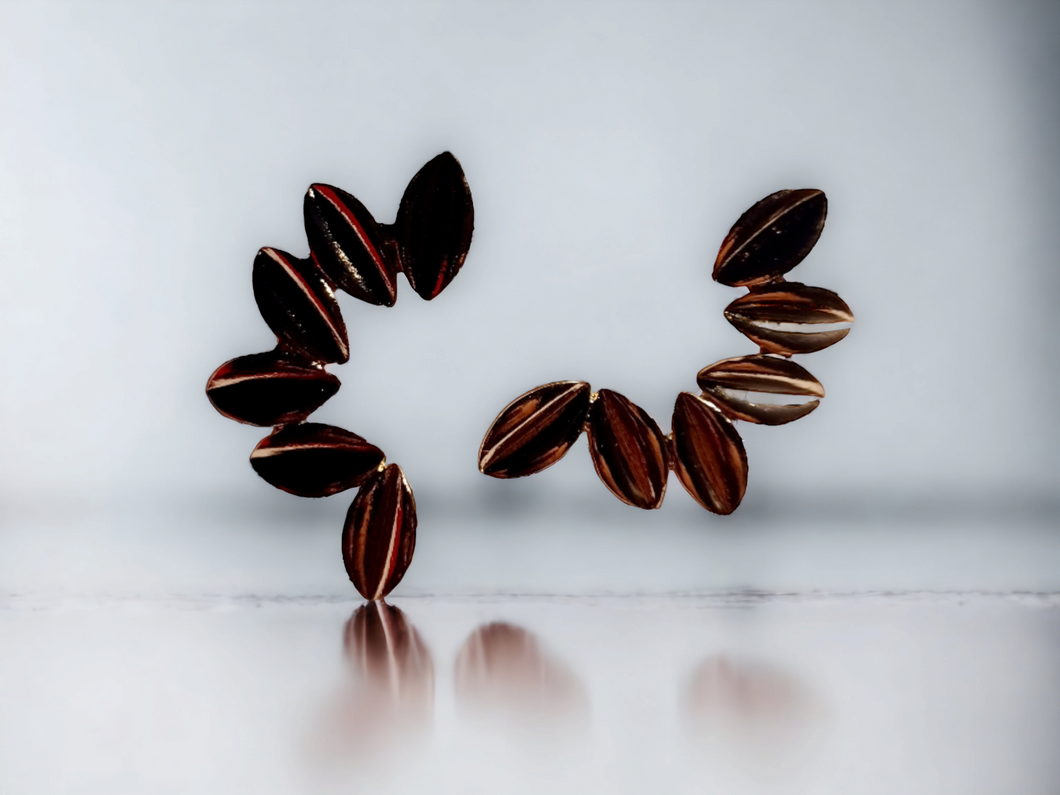 Cowrie shell cluster earrings Kargo Fresh