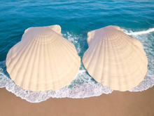 Load image into Gallery viewer, Handmade Extra large natural Sea shell earrings Kargo Fresh
