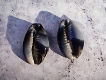 Load image into Gallery viewer, Large Cowrie Shell Clip On Stud Earrings

