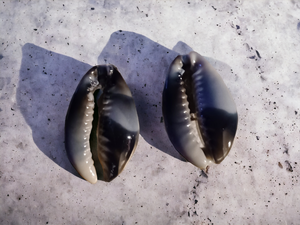 Large Cowrie Shell Clip On Stud Earrings