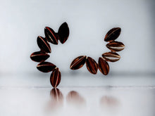 Load image into Gallery viewer, Unique Cowrie Shell cluster Earrings pierced ears
