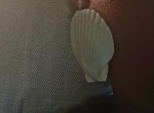 Load image into Gallery viewer, Handmade Xl Natural Sea Shell Handmade Earrings
