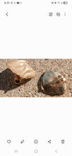 Load image into Gallery viewer, Vintage Gold Large Leaf Clip On Earrings 1970s
