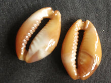 Load image into Gallery viewer, Clip On large Cowrie Shell Cluster Earrings
